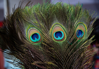 close up of peacock feather