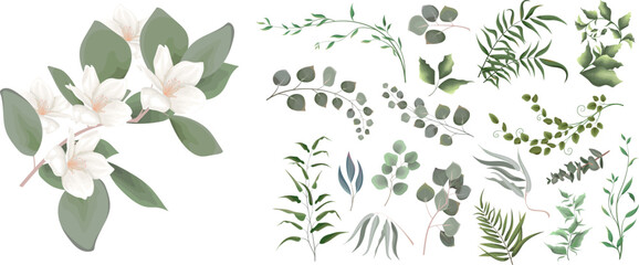 Mix of herbs and plants vector big collection. Juicy eucalyptus, green plants and leaves. All elements are isolated. A branch of white magnolia, sakura. 