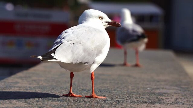 Close up shot capturing a common silver gull, chroicocephalus novaehollandiae perched on the harbor shore on a windy day at the coastal environment.