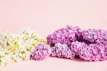 White pink lilac flowers a lot on pink background. Cosmetics product advertising backdrop. Empty place to display product packaging. Front view of flower frame, summer. Copy space.