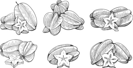 Starfruit engraving illustration