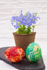 Eco-friendly organic peat pot with lobelia flower with painted eggs on black board on white table background. Easter. copy space
