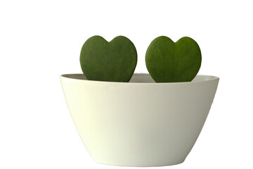 heart plant in a pot