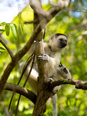 White Sifaka, Propithecus verouxi, sitting on a tree in N.P. Isalo. Madagascar.