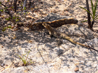 Duméril's Madagascar swift, Oplurus quadrimaculatus, Isalo National Park, Madagascar