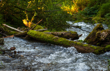 mountain river in the forest. small waterfalls on the river. tree trunks overgrown with moss lie in the water