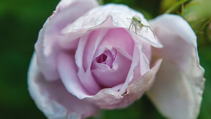 cute little spider. Delicate pink flower bud. garden rose flower on green background