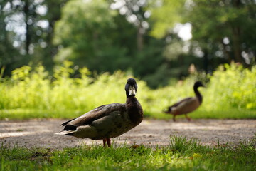 Sunny day with Cute Duck