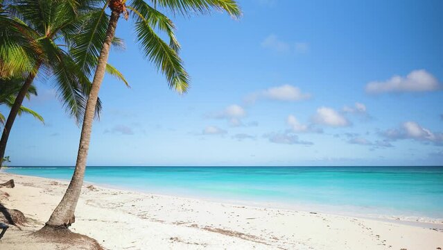 Sunny beach with coconut trees overlooking the island and cloudy blue sky. Sunny exotic tropical natural landscape. Bright tree leaves against the sky. Scene on a calm beach.