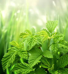 Close-up green leaves on sunny beautiful defocused greenery summer background. Vertical spring blurred natural backdrop with bokeh sunlight and raspberry leaves