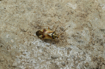 Closeup on a small European plant bug, Lygus pratensis, sitting on a stone