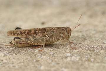 Closeup on short-horned Barbarian Grasshopper  Calliptamus barbarus , from Gard, France