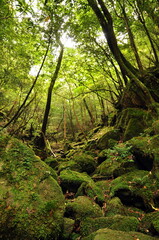 Fototapeta na wymiar 世界自然遺産 屋久島の森