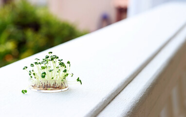 A Petri dish with germinated seeds on a balcony of a rural cottage