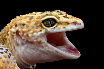 Leaopard gecko closeup head with black background, Tomato gecko closeup head