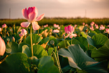 Sunrise in the field of lotuses, Pink lotus Nelumbo nucifera sways in the wind. Against the background of their green leaves. Lotus field on the lake in natural environment.