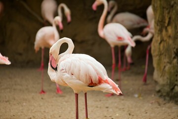 Full body shot of a pink flamingo, with more flamingos diffused in the background.