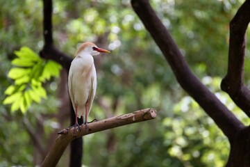 Full body shot of a cattle egret sitting on a branch, with a diffuse, light-filled tree canopy in the background.
