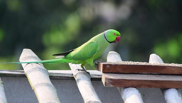 Rose-Ringed Parakeet eating rice or paddy, Beautiful Green Parrot, Male Parakeet Bird, Wild Bird, Ring-necked Parrot close up, Glorious green parrot, Parrot with green feather and red beak