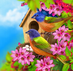 Spring background, two bright birds sit near the nest with eggs, wooden birdhouse, trees blooming with pink flowers, green leaves
