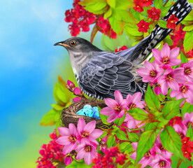 Spring background, cuckoo bird throws its eggs into someone else's nest, flowering trees, primroses, sunny day