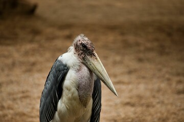Portrait close up of African marabou, diffuse sandy background.