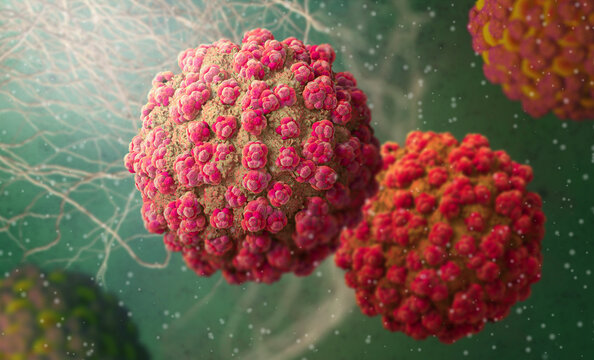 Picornaviridae Bilder Durchsuchen 589 Archivfotos, und