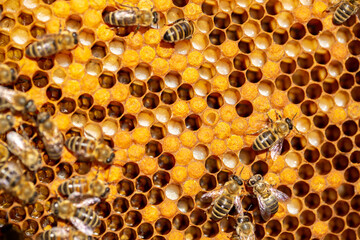 Bee larvae in cells, population reproduction. Beautiful honeycombs with bees close-up. A swarm of...