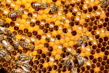 Bee larvae in cells, population reproduction. Beautiful honeycombs with bees close-up. A swarm of bees crawls through the honeycombs, collecting honey. Beekeeping, healthy food.