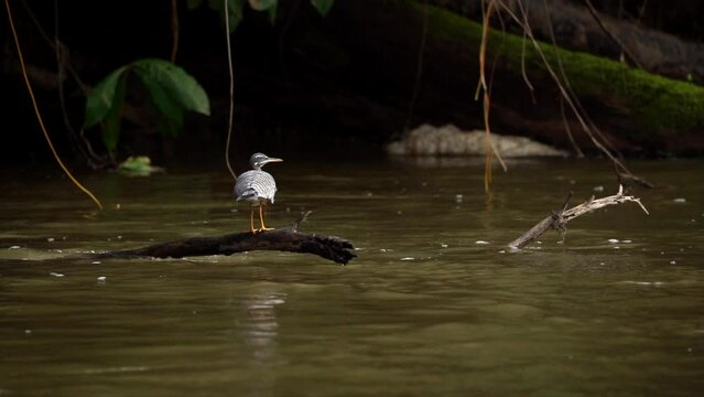Sun Bittern sits on a dry branch just above the flowing river.