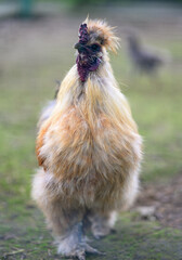 Rooster in the aviary. Selective focus.