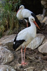 Full body shot of a stork pair, the female in the foreground in a nest, the male in the background.