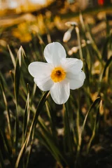 Kissenbezug spring in nature, blooming daffodil, daffodils, white flowers and petals © Aija Freiberga