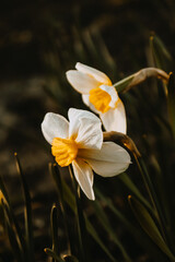 spring in nature, blooming daffodil, daffodils, white flowers and petals