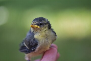 A baby sparrow sits on a finger, diffuse light leaf background.