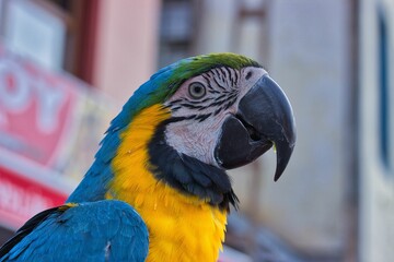 Portrait close-up of a sitting blue golden macaw, in the background diffuse building.