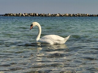 Obraz premium Long distance shot of a swan swimming in the sea, in the background a stone wall.