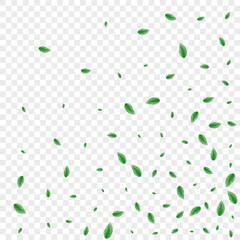 Greenish Leaf Background Transparent Vector. Leaves Structure Illustration. Rustic Texture. Light Green Grow Card. Vegetation Floral.