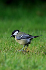 side view of a great tit in the lawn