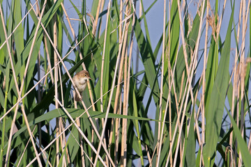 marsh warbler a common and common breeding and summer bird throughout Central Europe