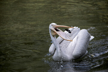 white pelican is playing with a pine cone