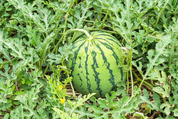 Close-up of watermelons growing in farmland in Yunlin, Taiwan.