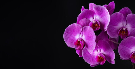 Fototapeta premium Blooming pink orchid on black background. Phalaenopsis orchid flower twig.