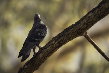 photo of a backlit homing pigeon on a tree branch