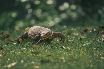 the asian water monitor lizard crawling on grass
