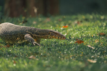 the asian water monitor lizard crawling on grass