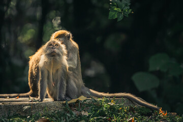 macaques monkey help their pals scratch their back
