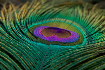 Peacock feather closeup, background, texture, Peafowl feather. Green feather.