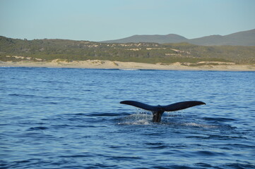 Fototapeta premium Baleine du Cap