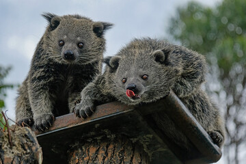 binturong